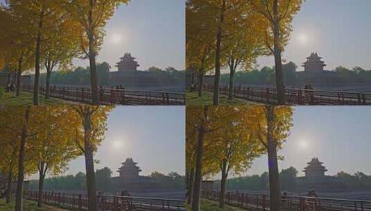 北京故宫银杏高清在线视频素材下载