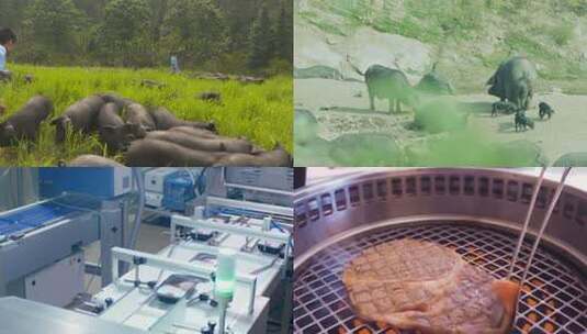 4k黑猪肉科技饲养高清在线视频素材下载