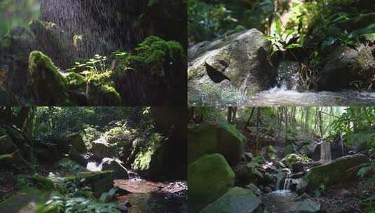 绿意盎然的自然生态高清在线视频素材下载