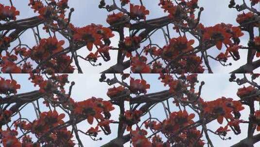 木棉花盛开特写高清在线视频素材下载