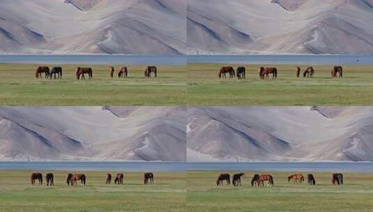 新疆白沙湖高清在线视频素材下载