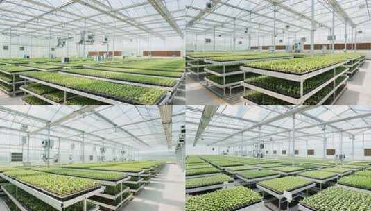 温室大棚内蔬菜种植场景高清在线视频素材下载
