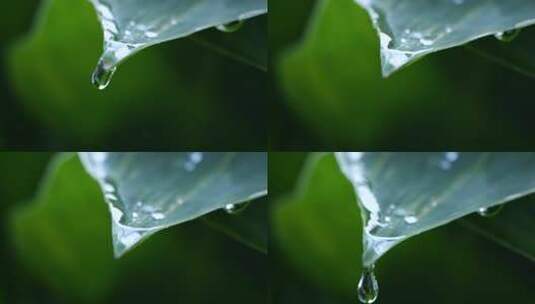 摇曳的叶片上滴落的水滴微距慢动作高清在线视频素材下载