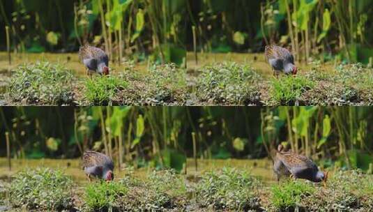 湿地董鸡 、红冠水鸟湿地觅食高清在线视频素材下载