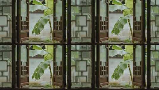 处暑芭蕉叶雨后夏天清新禅意视频高清在线视频素材下载