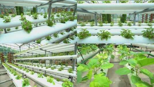 温室大棚内的蔬菜植物水培种植高清在线视频素材下载