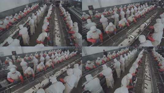 海参加工生产线工人在流水线上处理海鲜高清在线视频素材下载