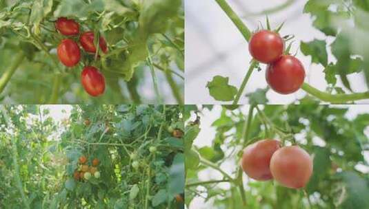 番茄西红柿种植基地高清在线视频素材下载