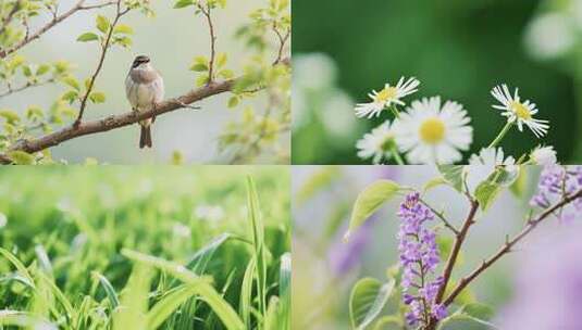 春天景色花开大自然生机勃勃鲜花高清在线视频素材下载