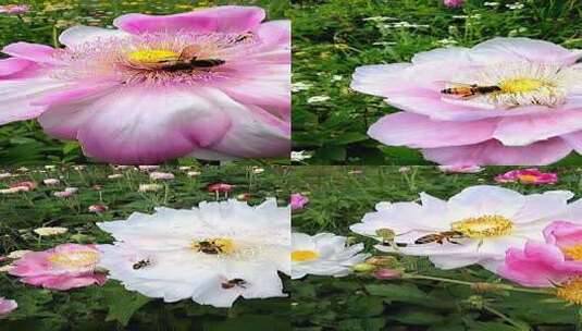 牡丹花上蜜蜂采蜜特写高清在线视频素材下载