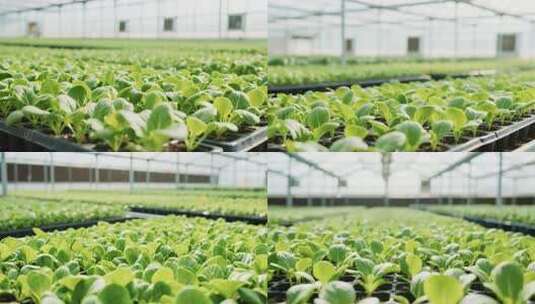 温室大棚内蔬菜种植素材高清在线视频素材下载
