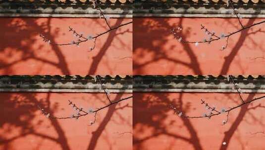 中国风红墙梅花唯美意境视频高清在线视频素材下载