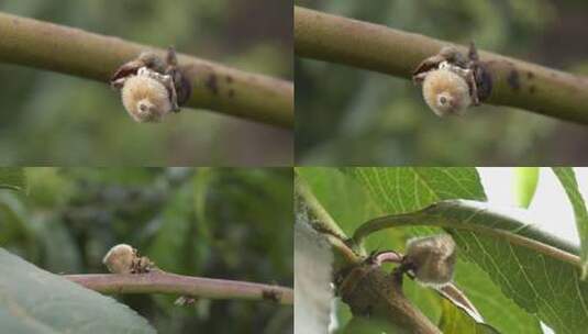 蟠桃种植007高清在线视频素材下载