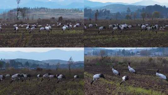 贵州毕节威宁草海东山村黑颈鹤候鸟高清在线视频素材下载