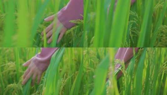 稻田水稻特写 稻穗稻浪高清在线视频素材下载