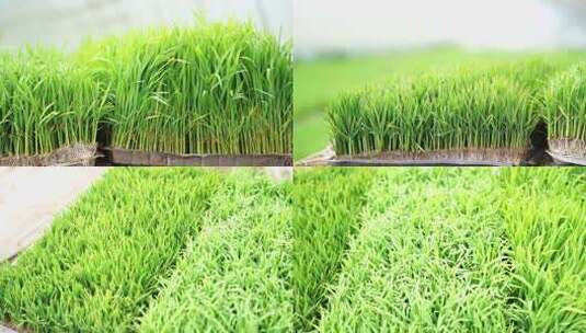 大棚水稻育苗007高清在线视频素材下载