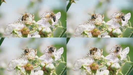 采花粉的蜜蜂高清在线视频素材下载