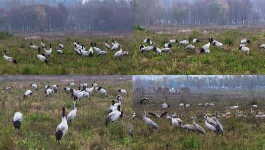 贵州毕节威宁草海锁黄仓黑颈鹤候鸟高清在线视频素材下载