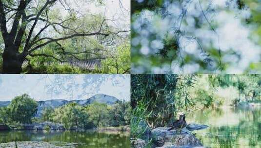 多重曝光树叶阳光唯美光影夏天意境逆光阳光高清在线视频素材下载