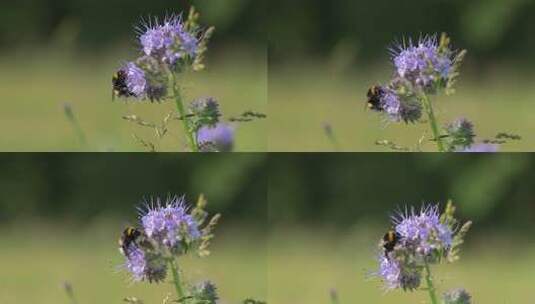 蜜蜂采蜜特写高清在线视频素材下载