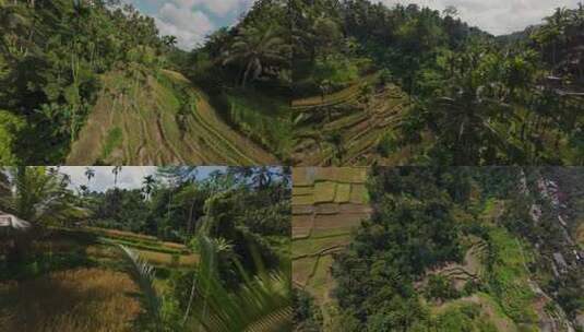 FPV穿越机无人机航拍热带雨淋梯田森林树林高清在线视频素材下载