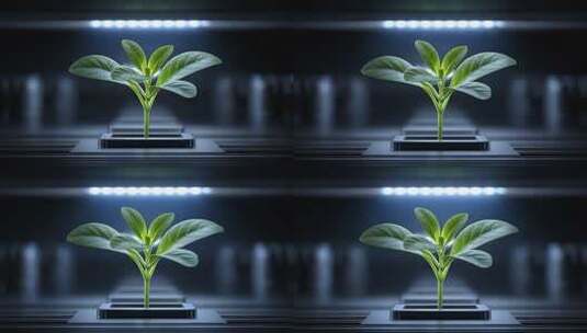 科技培育绿色希望幼苗茁壮成长高清在线视频素材下载