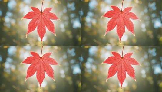 秋分枫叶特写唯美秋景微距视频高清在线视频素材下载