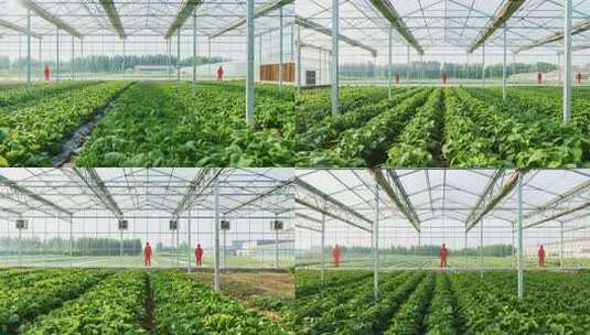 温室大棚内蔬菜种植场景高清在线视频素材下载