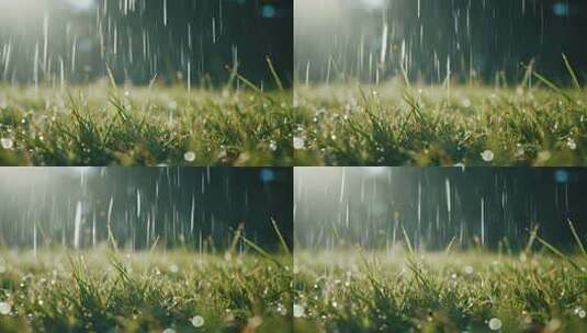 秋雨时节的希望小草顽强生长视频高清在线视频素材下载