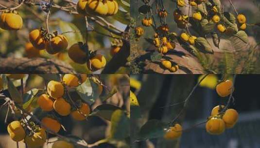 柿子1 柿子秋天果实高清在线视频素材下载