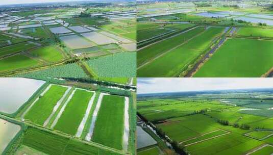 4K江汉平原鱼虾池塘养殖平原农业农田三农高清在线视频素材下载