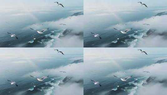 海面云雾中飞翔的海鸥高清在线视频素材下载