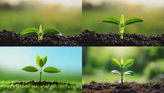 土壤中幼苗生长高清在线视频素材下载