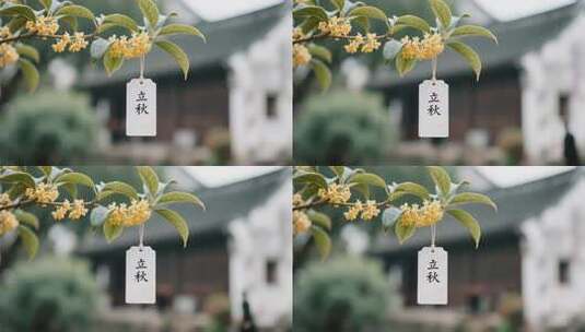 立秋时节桂花特写高清在线视频素材下载