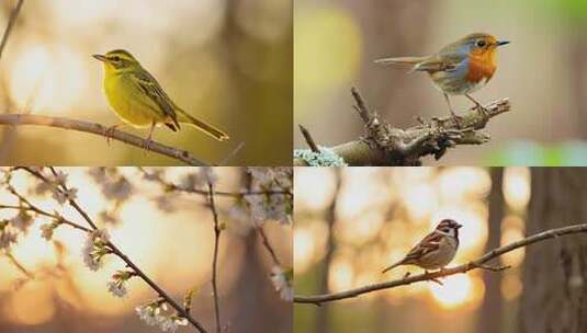 树枝上的小鸟高清在线视频素材下载