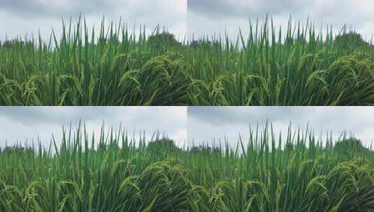 秋天丰收的稻谷稻穗实景素材高清在线视频素材下载