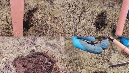 采挖冬虫夏草高清在线视频素材下载