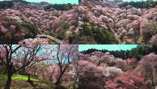 4K超清樱花桃花梅花航拍浪漫微电影视频素材高清在线视频素材下载