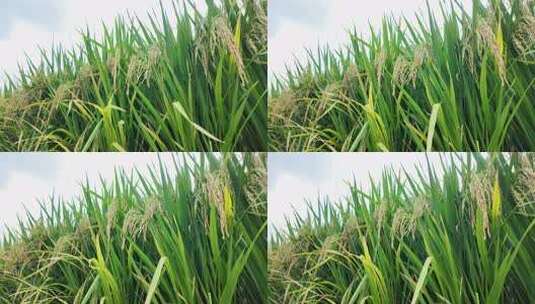 秋天丰收的稻谷稻穗实景素材高清在线视频素材下载