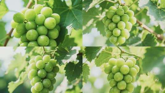 枝头绿葡萄特写高清在线视频素材下载
