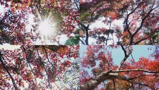 德清莫干山红枫树特写自然风光素材高清在线视频素材下载