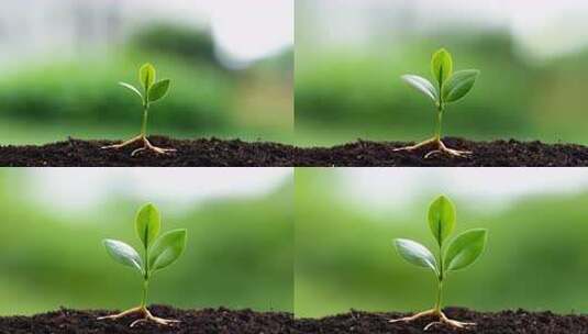小树苗生长高清在线视频素材下载