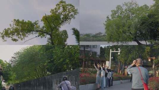 蝉鸣鸟叫绿树成荫日出日落温馨治愈清新自然高清在线视频素材下载