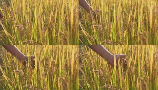 金黄稻田稻穗特写高清在线视频素材下载
