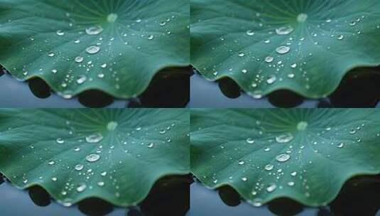 荷叶雨滴水珠晶莹剔透夏日微距特写视频高清在线视频素材下载