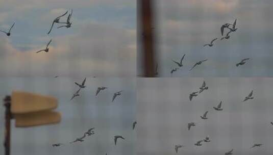 天空中飞翔的鸟群素材高清在线视频素材下载