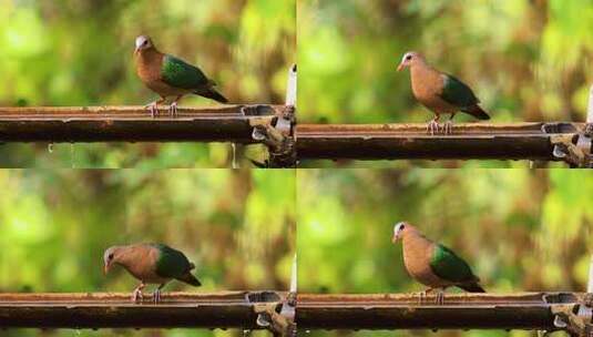 绿翅金鸠竹林饮水、 绿色的羽色非常漂亮高清在线视频素材下载