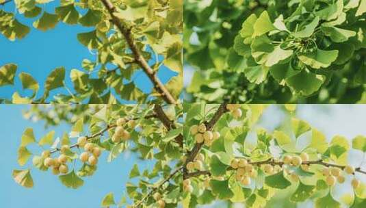 银杏叶与果实的自然景观特写高清在线视频素材下载