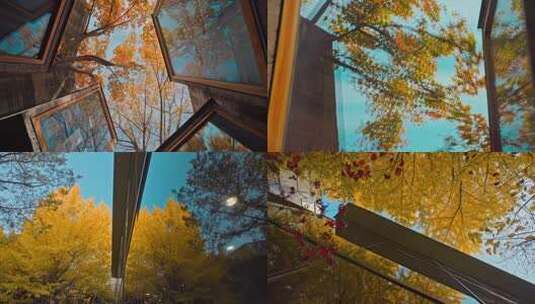 4K北京秋天秋景银杏落叶实拍高清在线视频素材下载