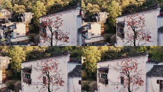 江西婺源篁岭秋天鸟儿吃柿子高清在线视频素材下载